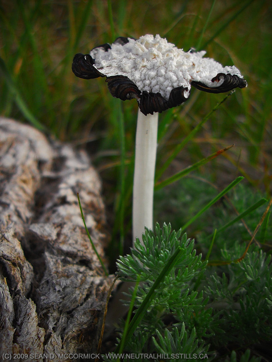 "Shit"ake mushroom