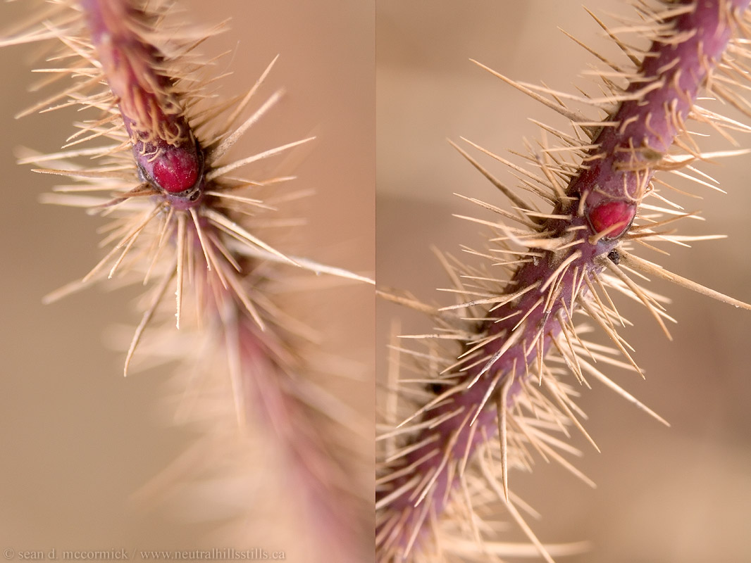 A thorny issue