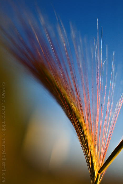 Foxtail at dusk