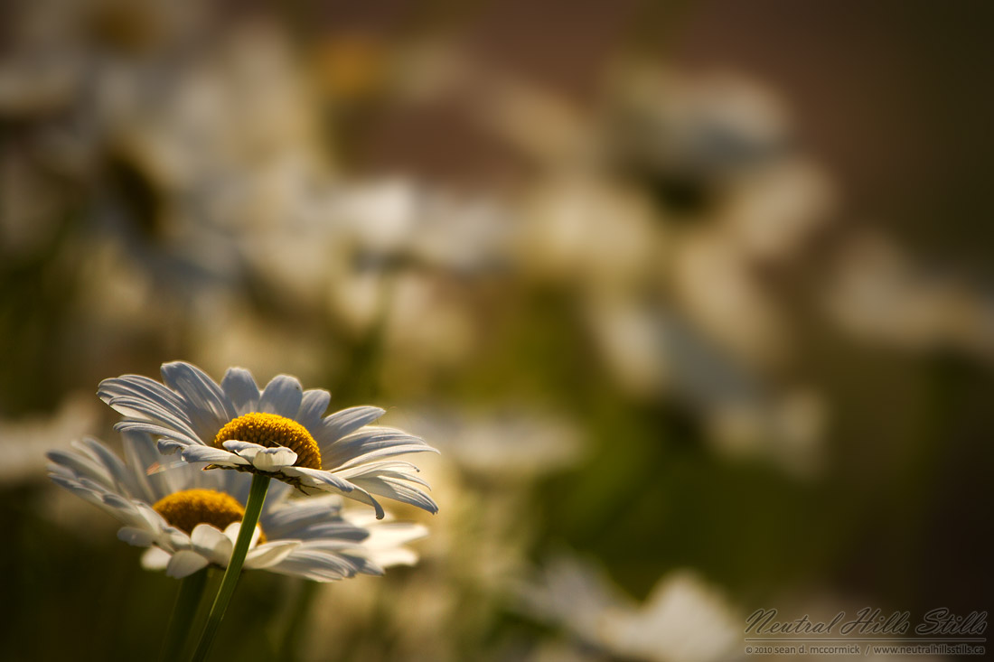Lazy daisies