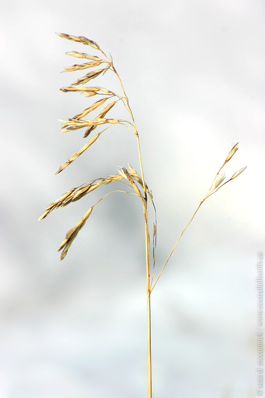 Grass seeds against the snow
