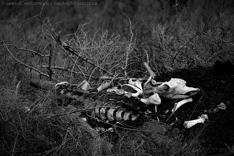 Dem bones, dem bones
