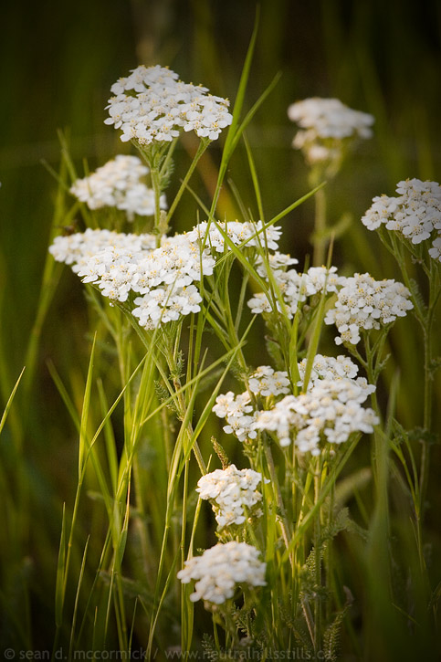 Wild yarrow