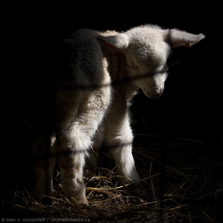Silence of the Lamb