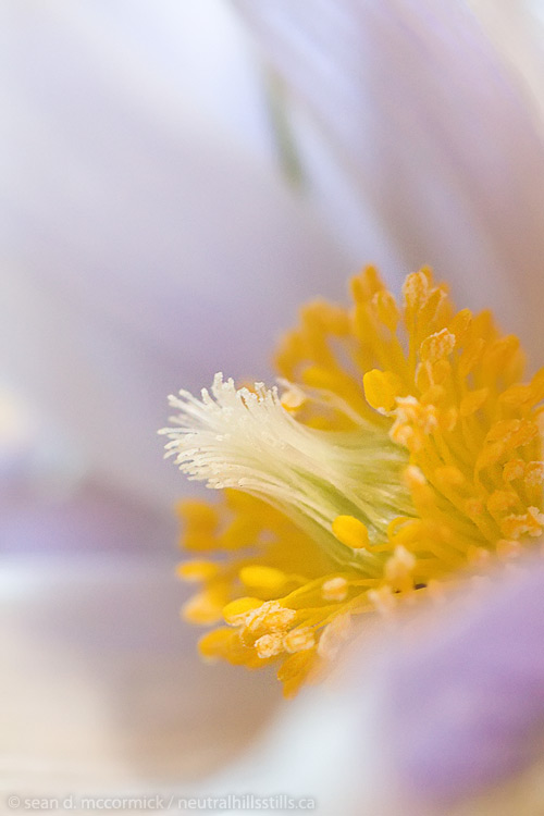 April 2010: Crocus season