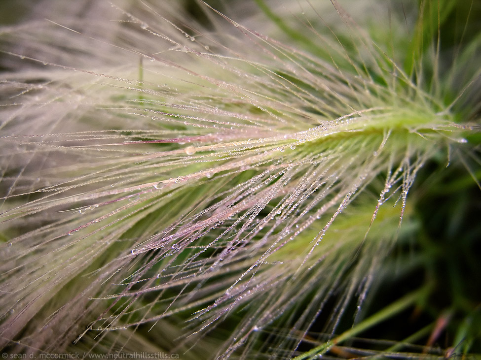 Morning dew on foxtails