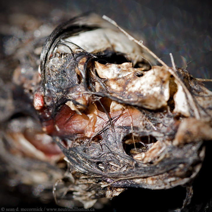 Owl pellet