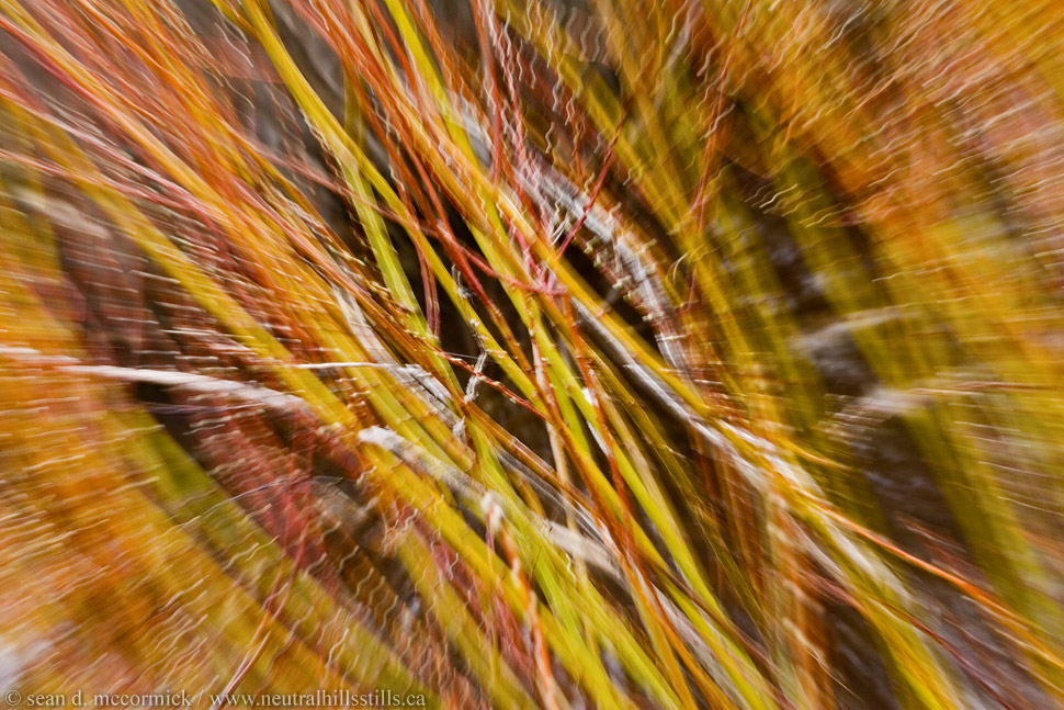 Willow growth, zoomed