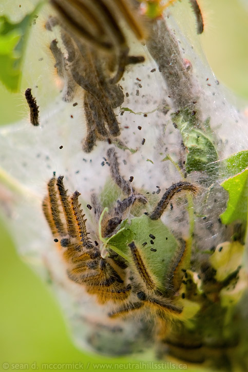 Tent caterpillar invasion, 2008 [2 of 3]