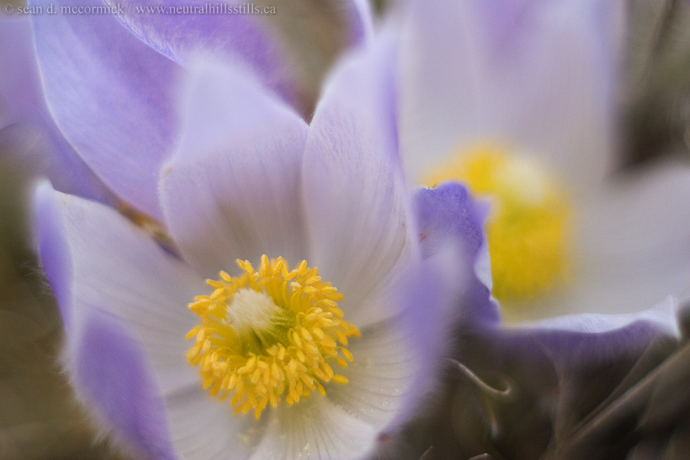 Crocuses: Spring 2007 [11 of 13]
