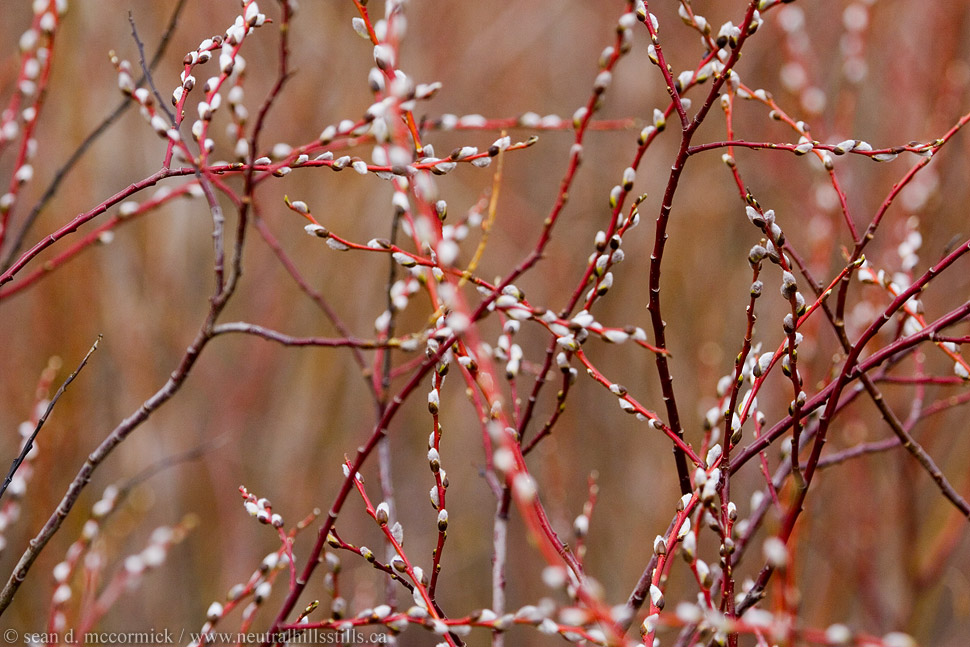Perfunctory pussy willow shot [2 of 2]