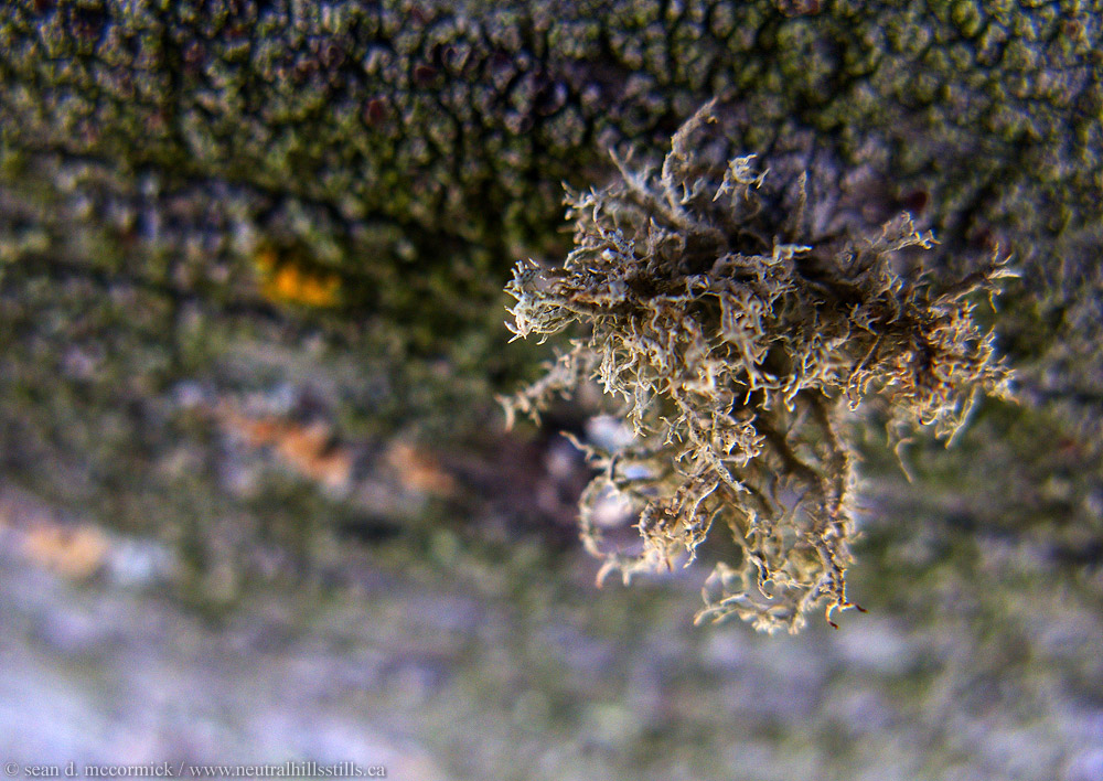 Fun with fungus