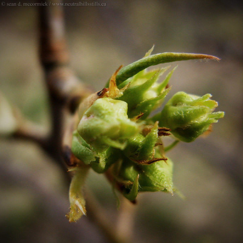 This bud's for you