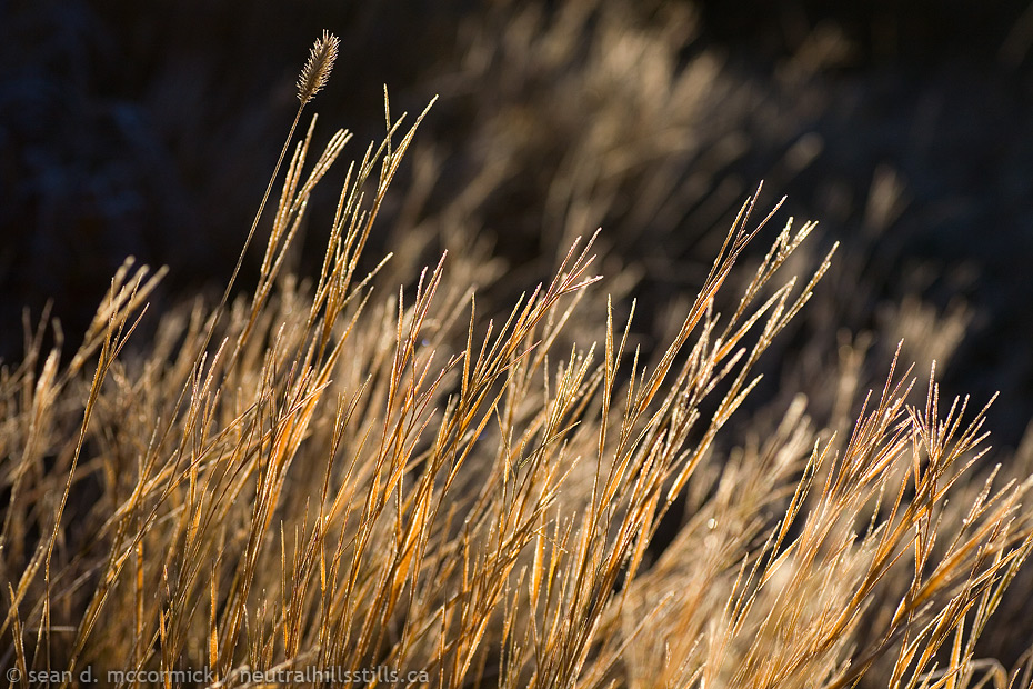 Frosted grass backlit by morning sun