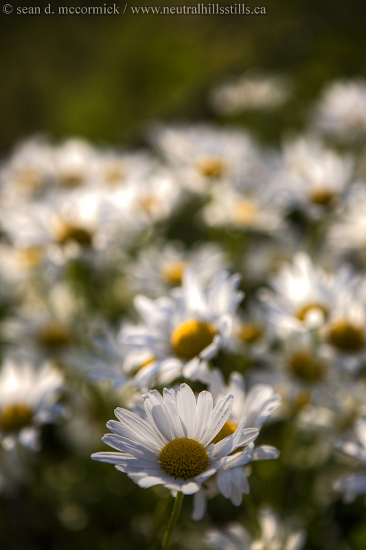 Jen's Daisies [2 of 3]