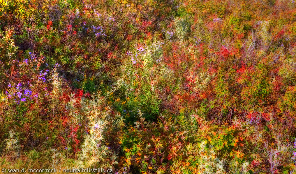 A little prairie impressionism