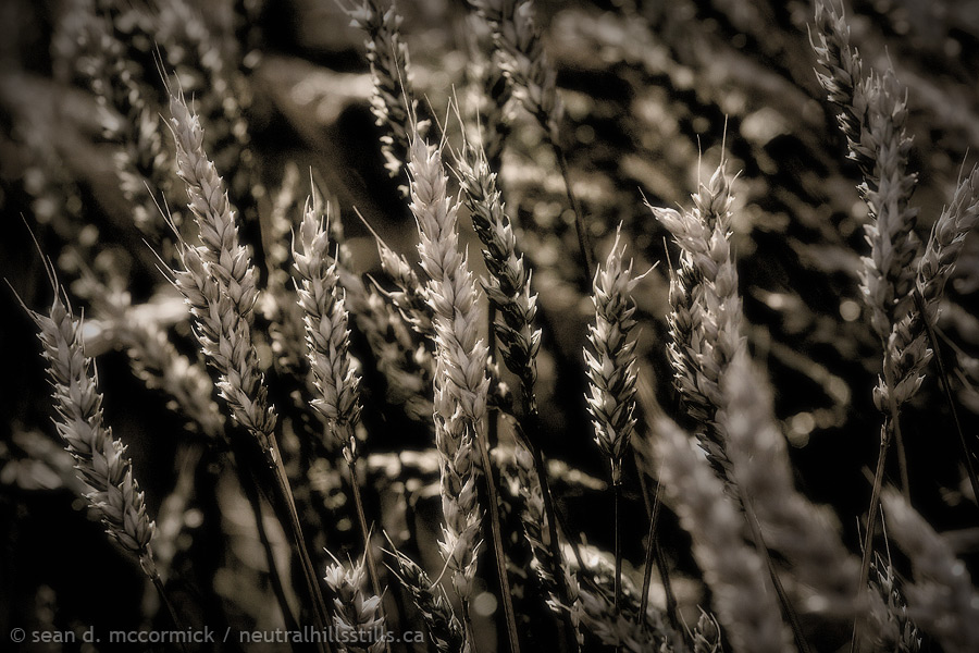Eat yer Wheaties [2 of 2]