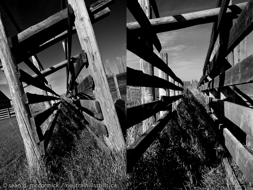 Vert homestead: Cattle shoot diptych