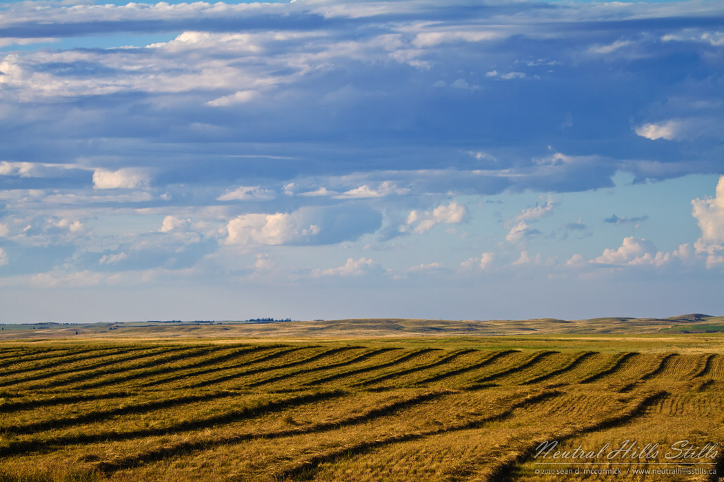 Swaths at dusk east of Esther