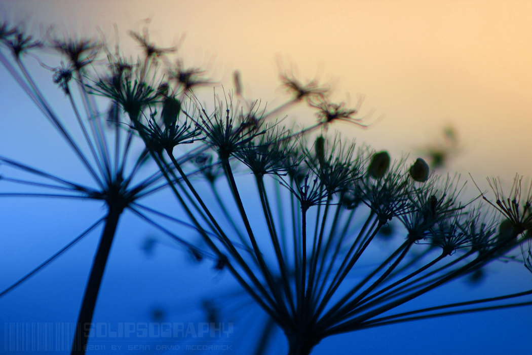 Dill Weed Silhouette