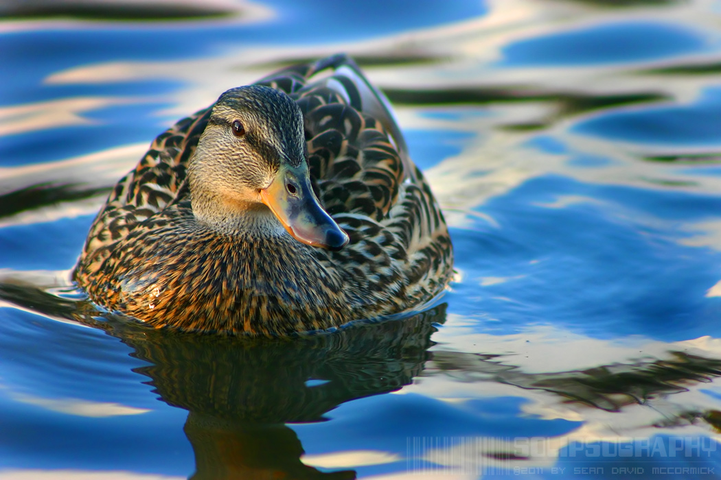 Everybody duck!