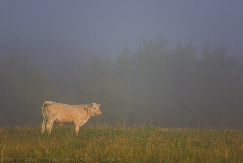 Haven't the foggiest notion