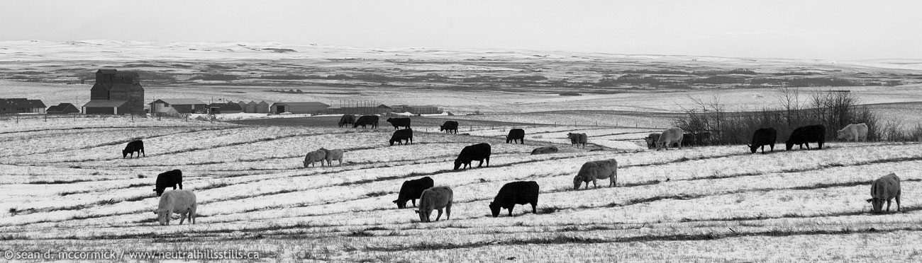 Cattle grazing with the Loverna elevator in the background