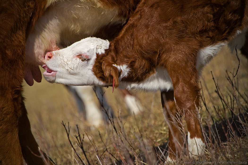Got Milk? (1 of 2)
