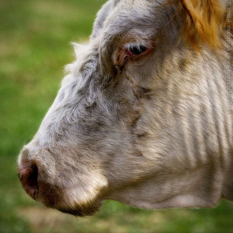 Coy