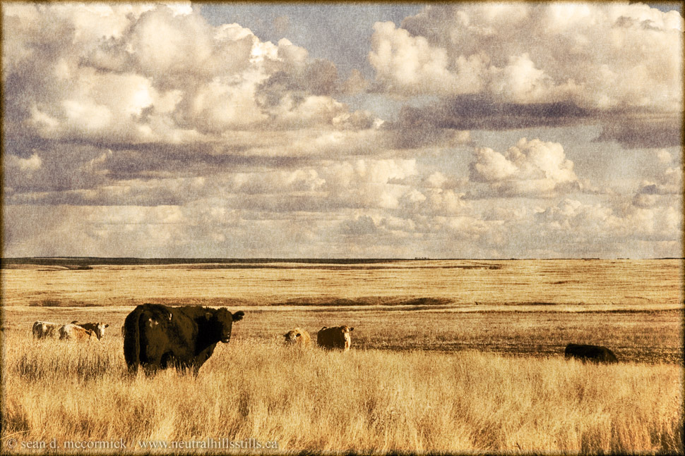 Cattle Pasture North of Cereal