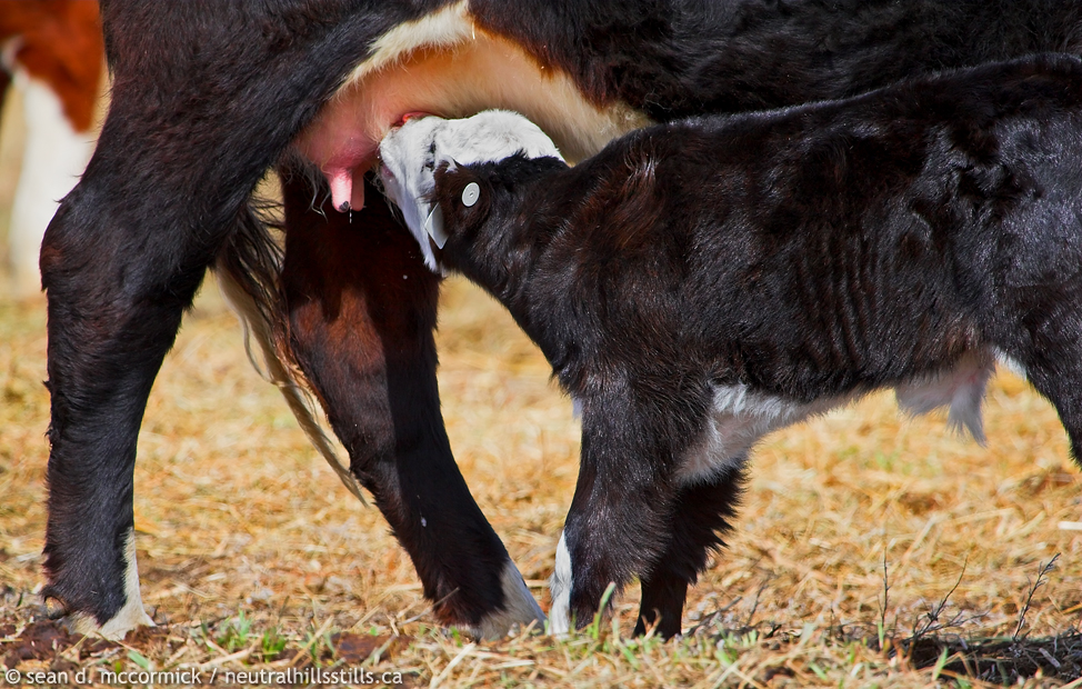 It's not polite to bite: Calf feeding