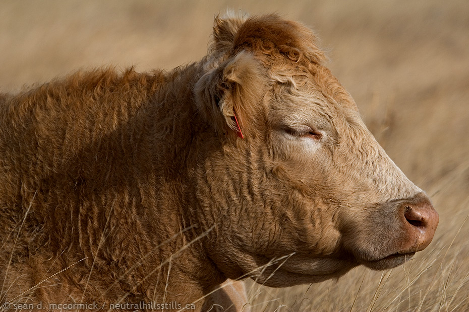 How Now Brown Cow?