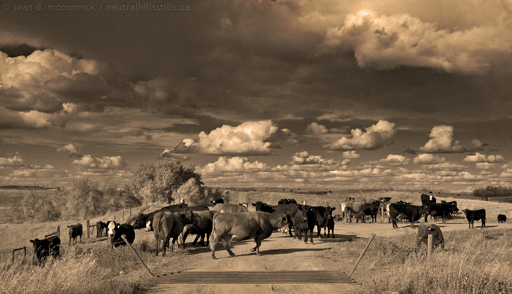 Cowedonia: Native Protestors Erect Blockade Across Major Thoroughfare!