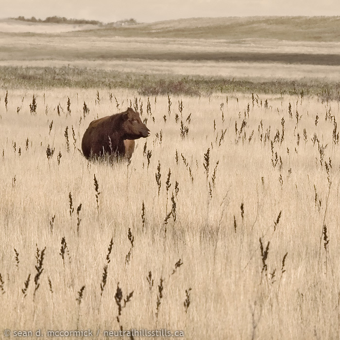 Alberta Beef