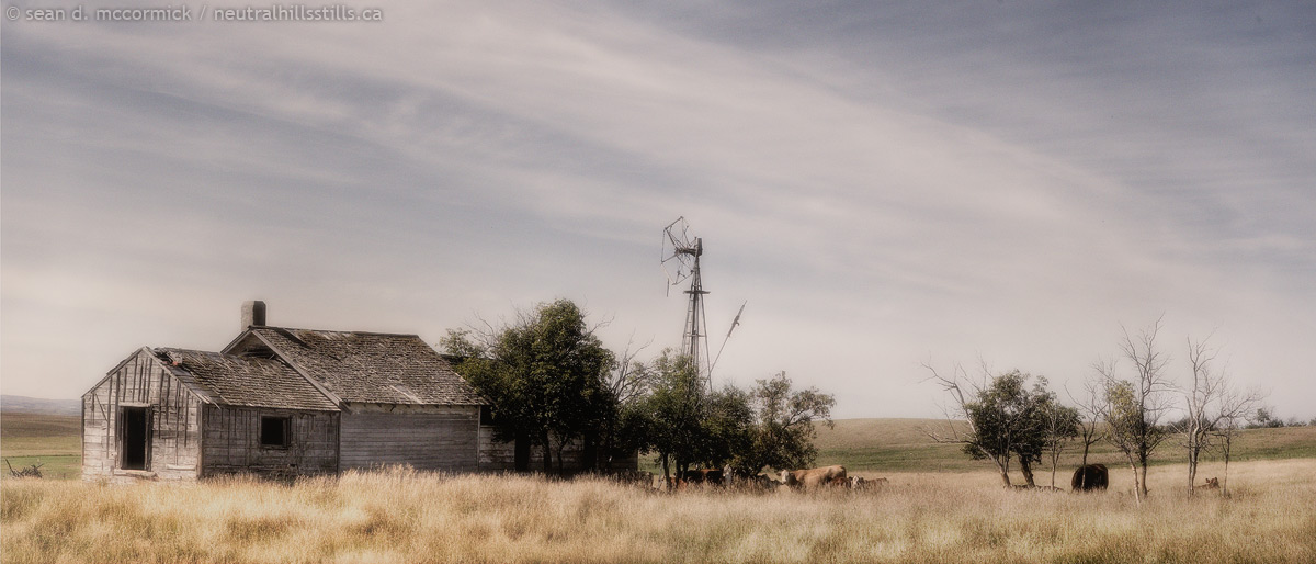 Osborn Homestead: The Cattle Are Looking For Shade