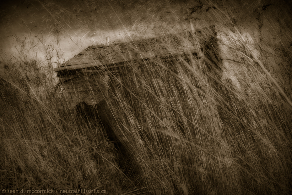 Reid Shack Seen Thur Windswept Grass [2 of 2]