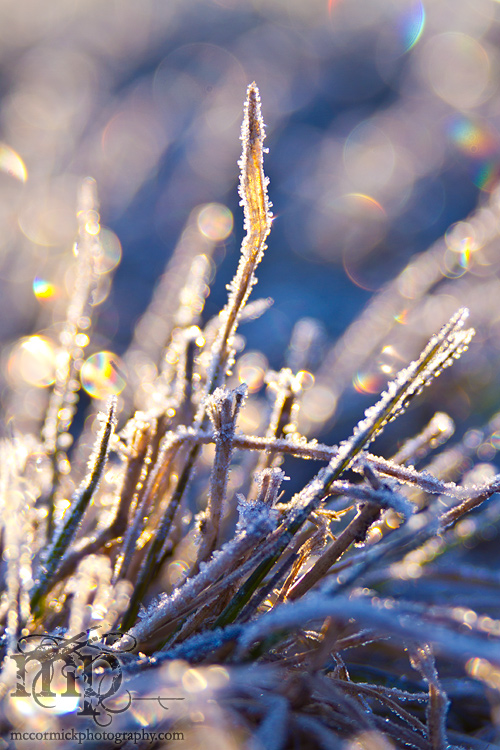 Diamonds in the rough (grass)