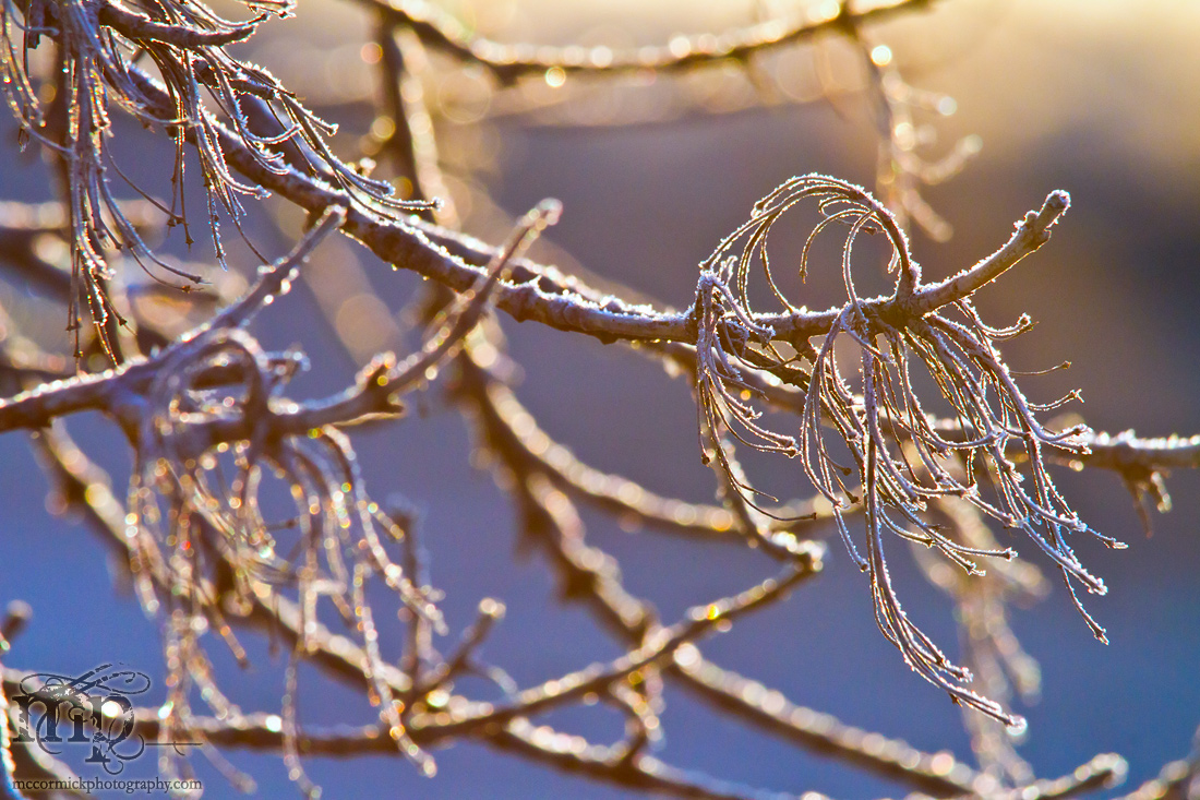 A touch of frost on the maple tree
