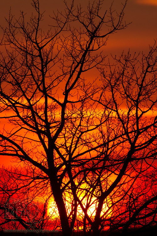 Sunset, Apr 26, 2011: Sun Thru Trees