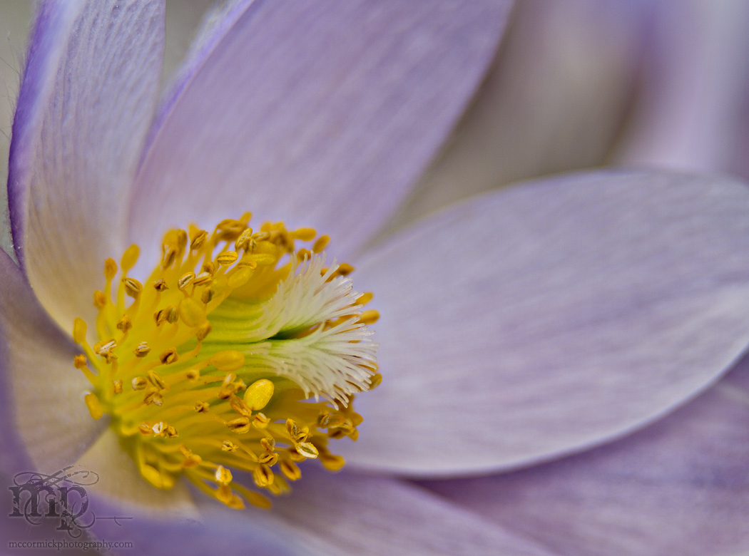 Crocus Season 2011: Flower power
