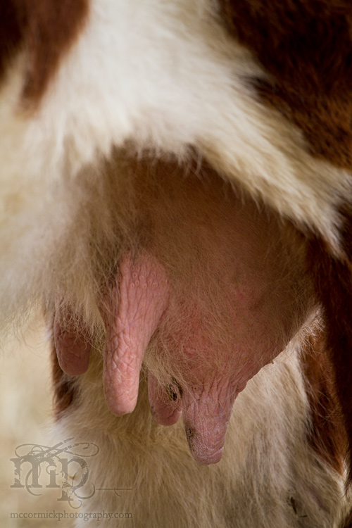 Calving 2011: Udderly ridiculous, if you ask me