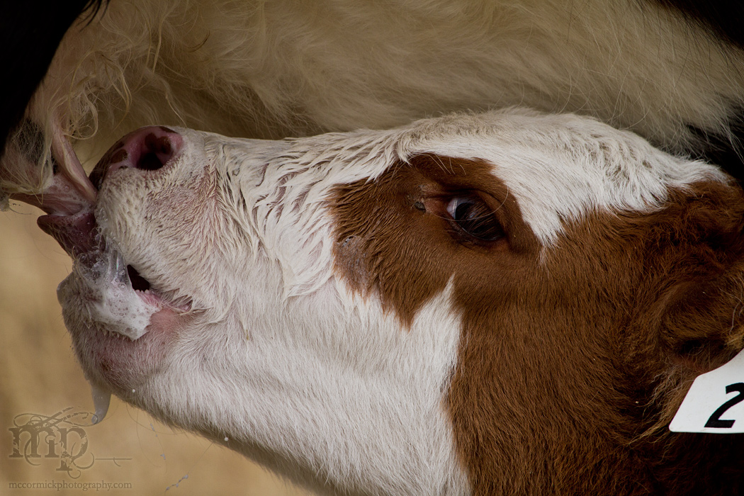 Calving 2011: A la carte