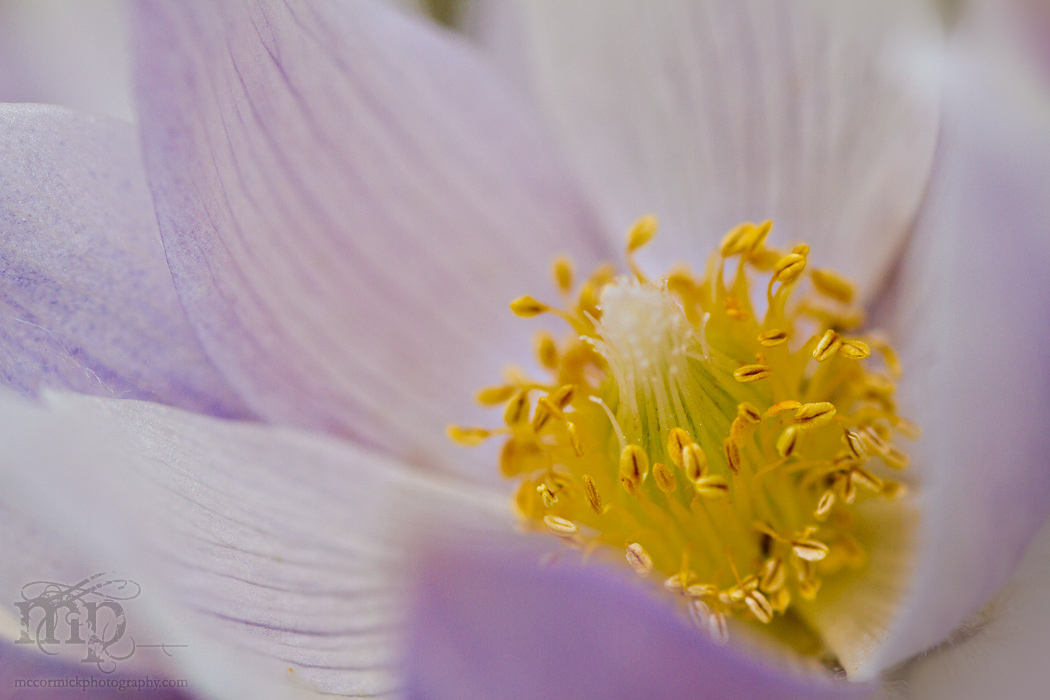 Crocus Season 2011: Low hanging fruit [2 of 2]