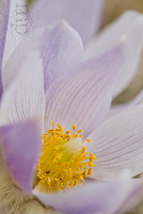 Crocus Season 2011: Low hanging fruit [1 of 2]