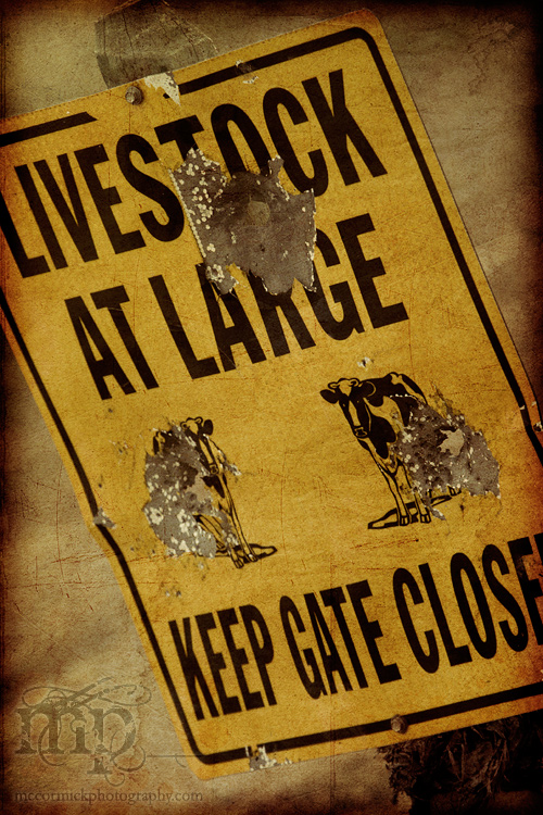 Gunman at large