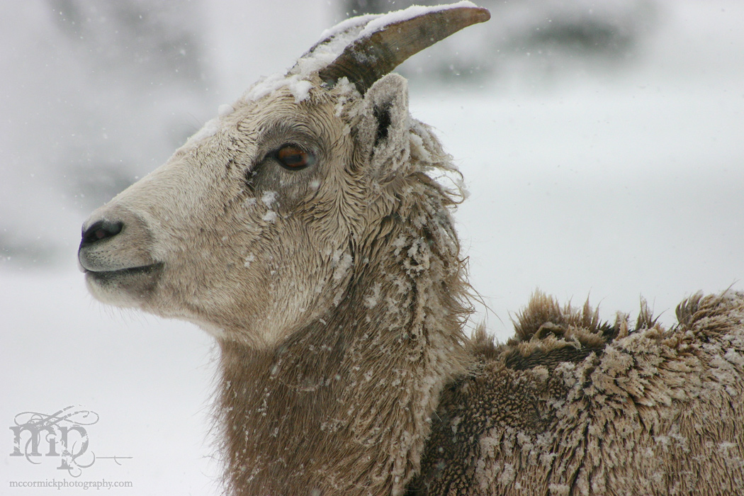 Ewe lookin' at me?