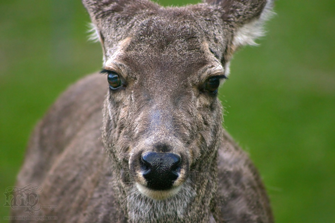 Deer me