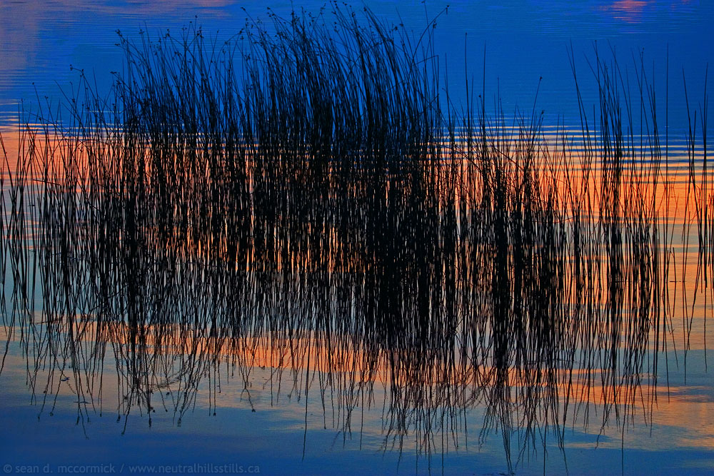 Slough grass in reflected sunset, Aug 03, 2007