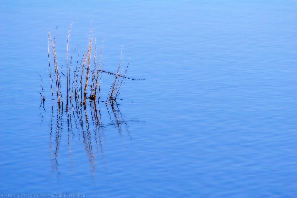 Slough grass in water