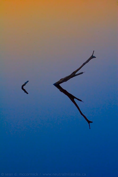Reflection in Sounding Creek at dusk